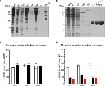 Genetic and Biochemical Analysis of the <mark class="highlighted">Azotobacter</mark> vinelandii Molybdenum Storage Protein